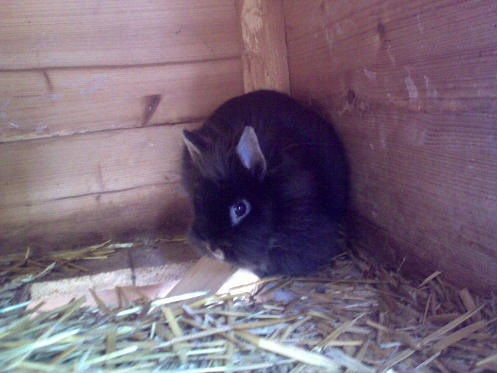 Kaninchenmädchen sucht Tierfreund - Nagetiere - Altomünster