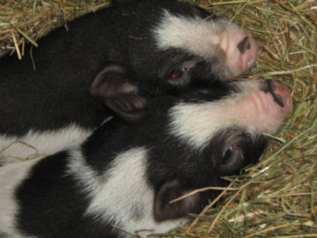 Super süßes Geschwisterpärchen zu verkaufen - Nutztiere - Nideggen