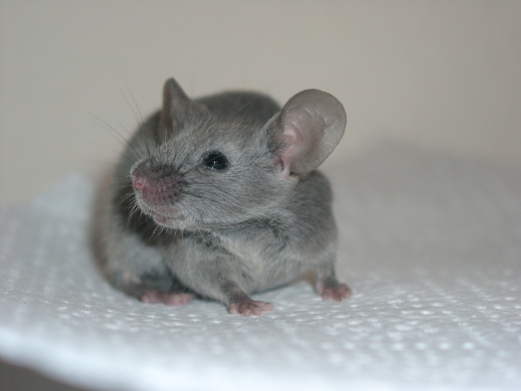 Farbmauszucht - Nagetiere - Wuppertal