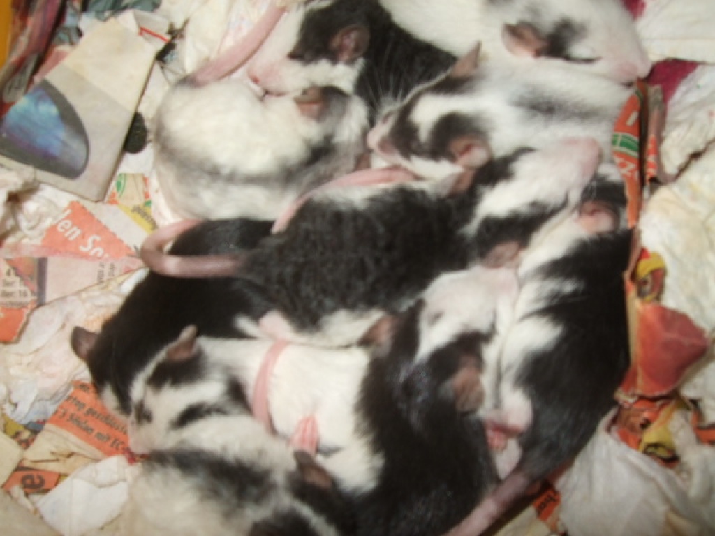 Süße Rattenbabys - Nagetiere - Selb