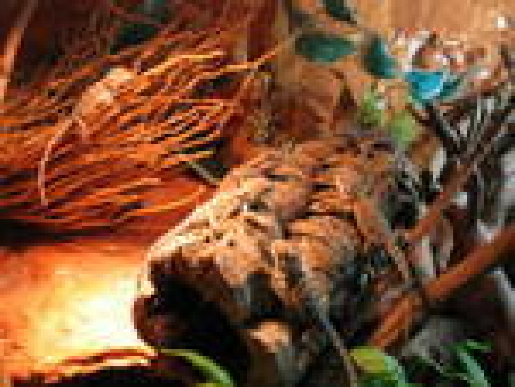 Bartagamen Bartis Echsen Babys ohne Terrarium - Reptilien - Hattersheim am Main