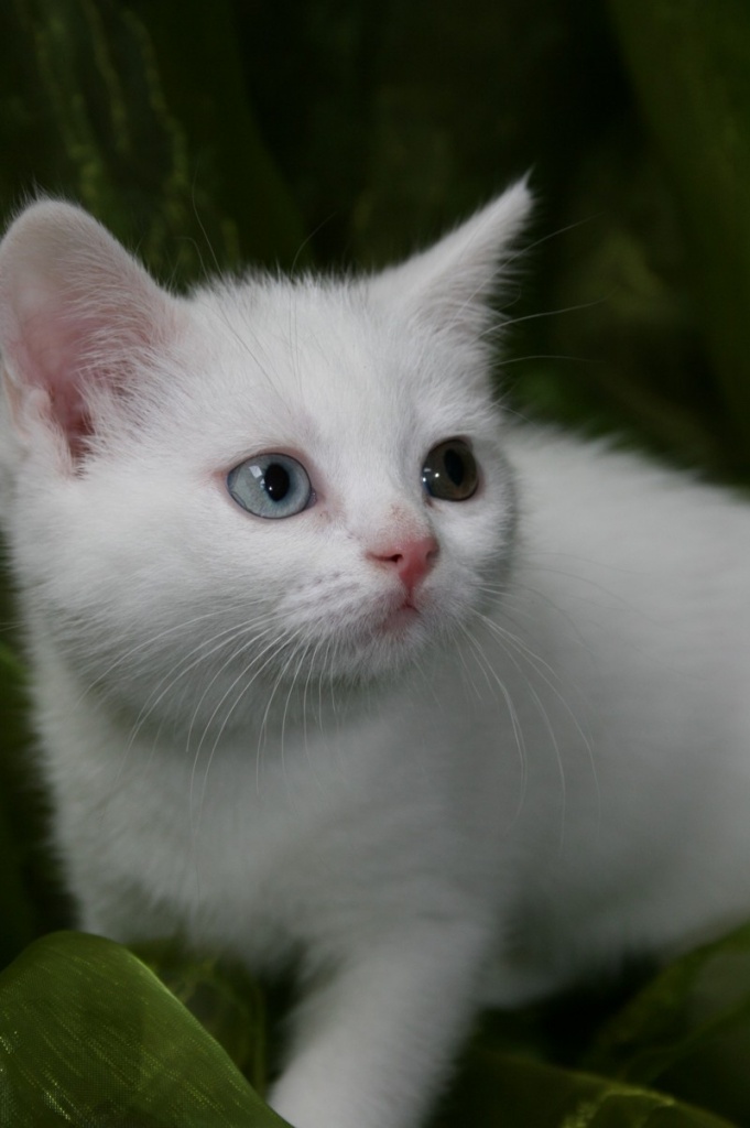 Reinrassige BKH-Kätzchen ... - Katzen - Teutschenthal
