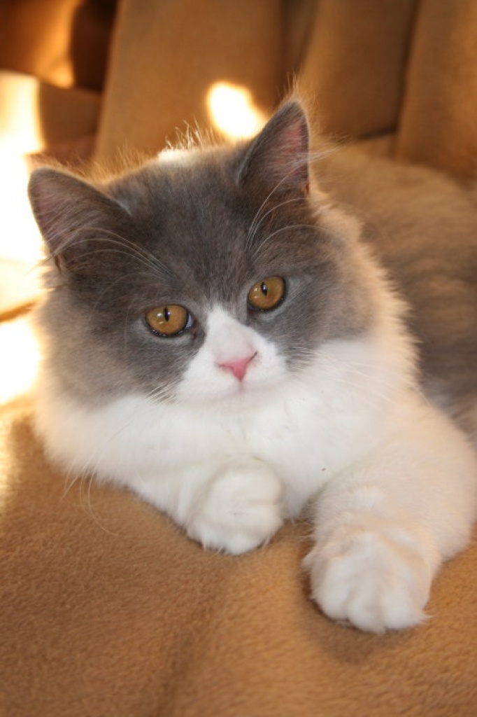 Zwei Highlander-Mädels suchen noch neue Dosis - Katzen - Karben