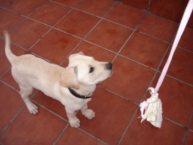 Rocky - Zubehoer Haustiere - la orotava