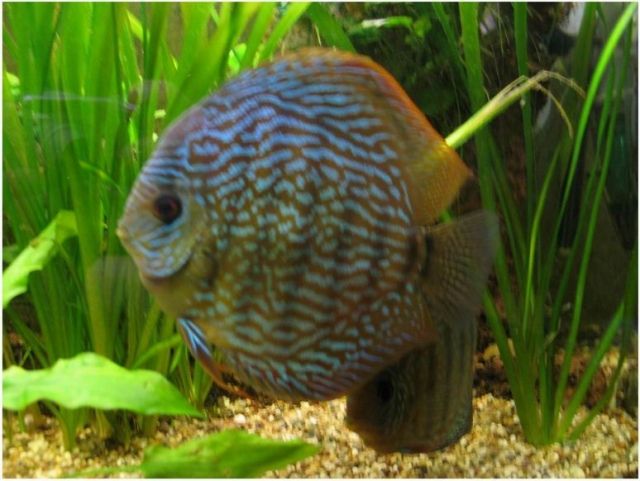 Diskusnachzuchten - Fische - Lüchow