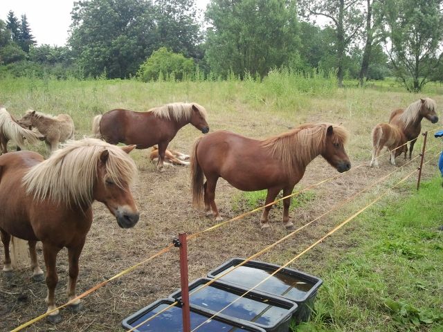 Ponys Zu Verkaufen Ponys Zu Verkaufen