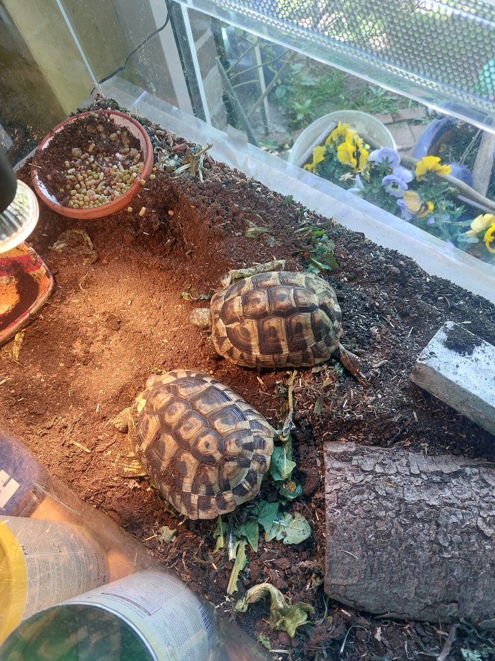 Griechische Landschildkröten - Tierboersen - Hagen