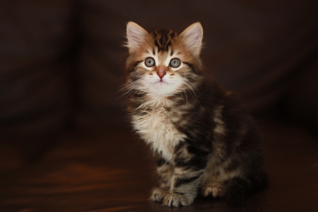 Sibirische Katzenkinder aus Bayern :-) - Katzen - Gerhardshofen