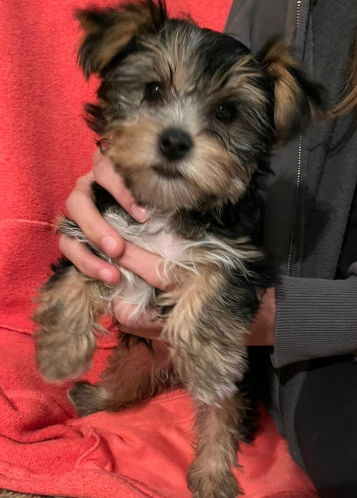 Yorkshire Terrier Welpen ab sofort zu haben - Hunde - Wetter Hessen