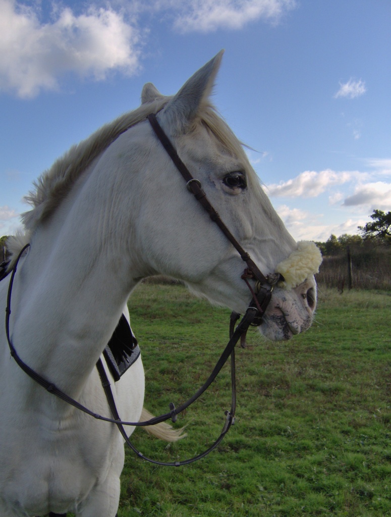 Stute Pflegepferd Reitbeteiligung 23845 Seth - Pferde - Bahrenhof