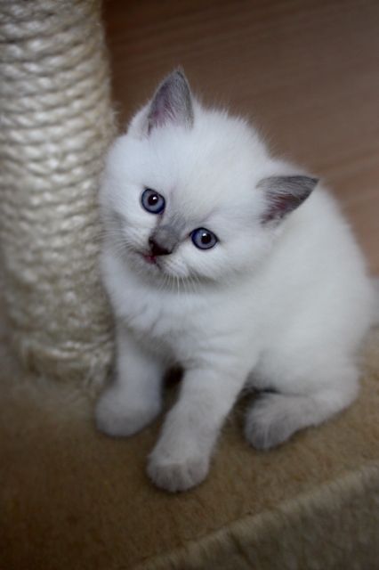 Reinrassige BKH-Kitten Lilac-Point  - Katzen - Duisburg