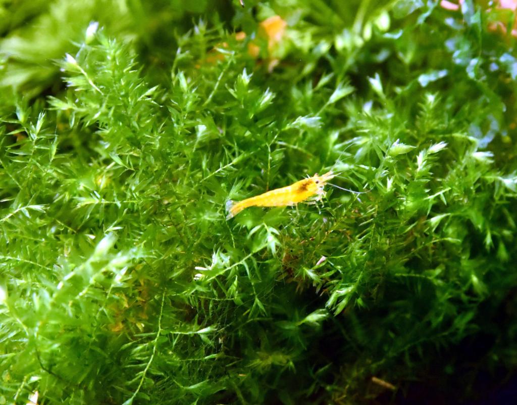 Quellmoos, Wasserpflanzen (Versand/ Abholung) - Fische - Mechernich