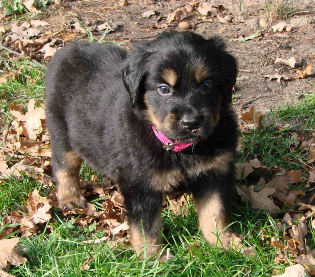 Hovawart Welpen - Hunde - Ostbevern