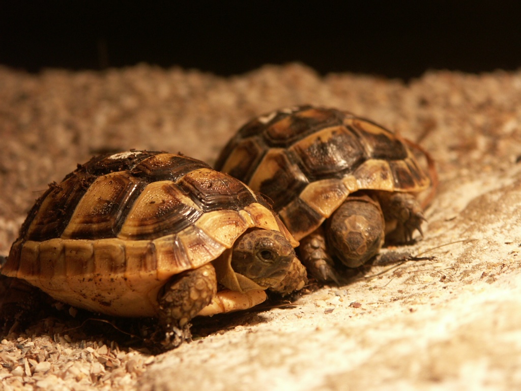 Maurische Landschildkröten Nachzuchten von 2021 - Reptilien - Frechen