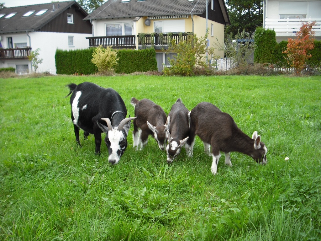 3 junge Zwergziegen abzugeben 2 männl./ 1 weiblich - Nutztiere - Windhagen