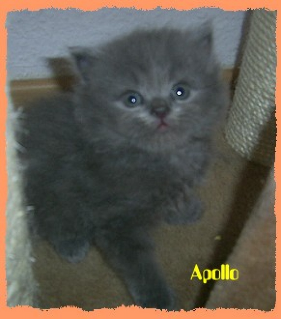 Perserbabys mit Näschen, reinrassig!!! - Katzen - August-Bebel-Strasse 96