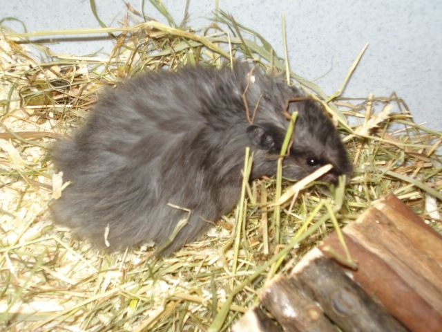 Hamster babys - Hamster - Bielefeld