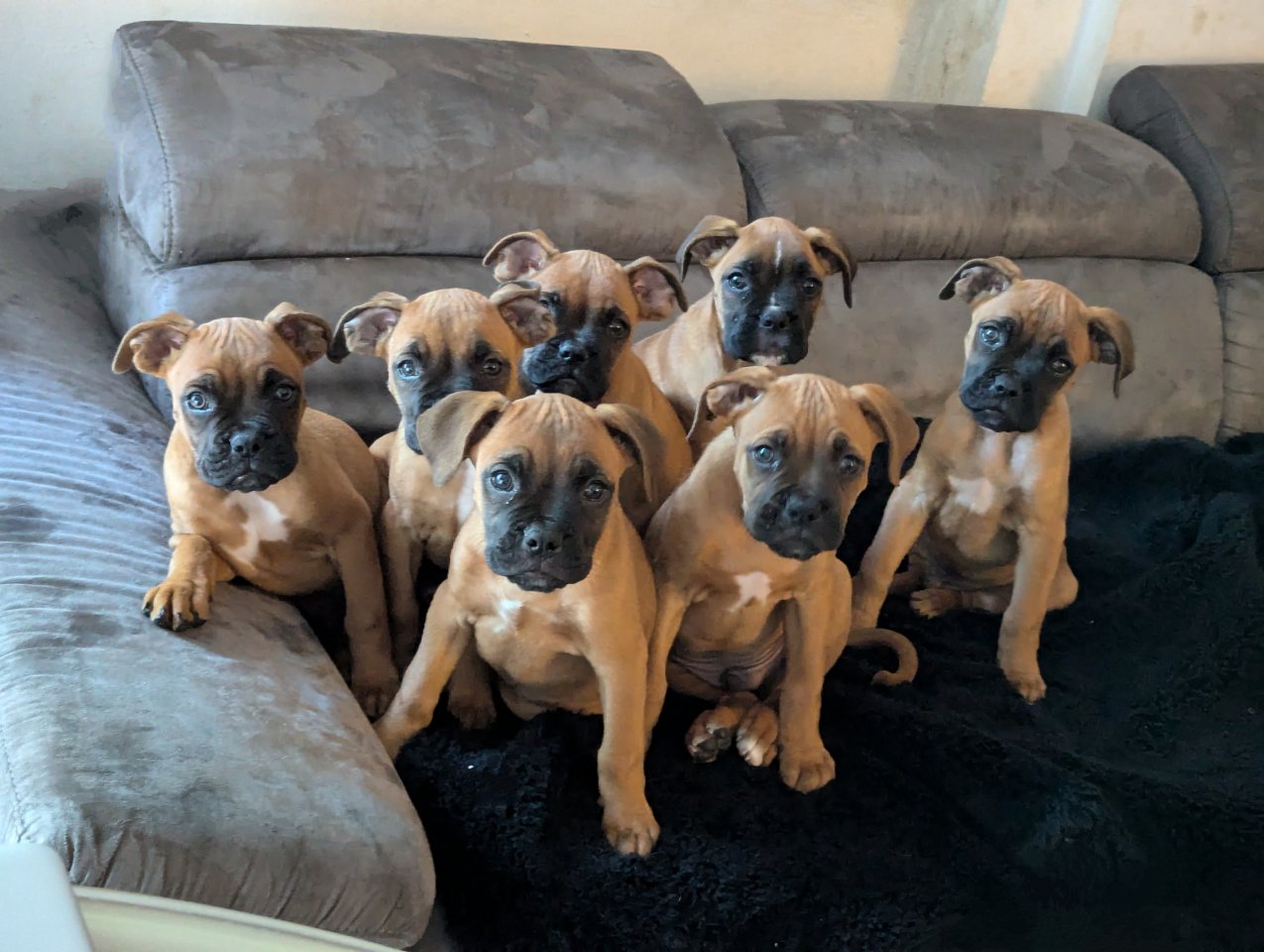 Reinrassige Boxer-Welpen - Hunde - Erwitte - Eikeloh Reinrassige Boxer-Welpen - Hunde - Erwitte - Eikeloh