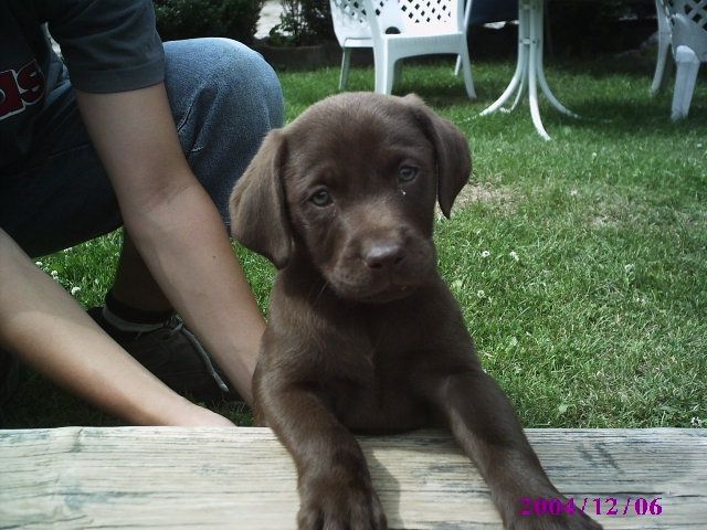 Labrador welpen - Hunde - seega