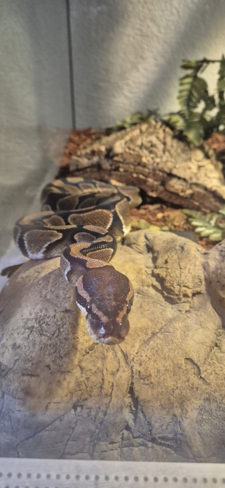 Königspython (Python regius) + großes Terrarium & Zubehör - Reptilien - Hohenfels