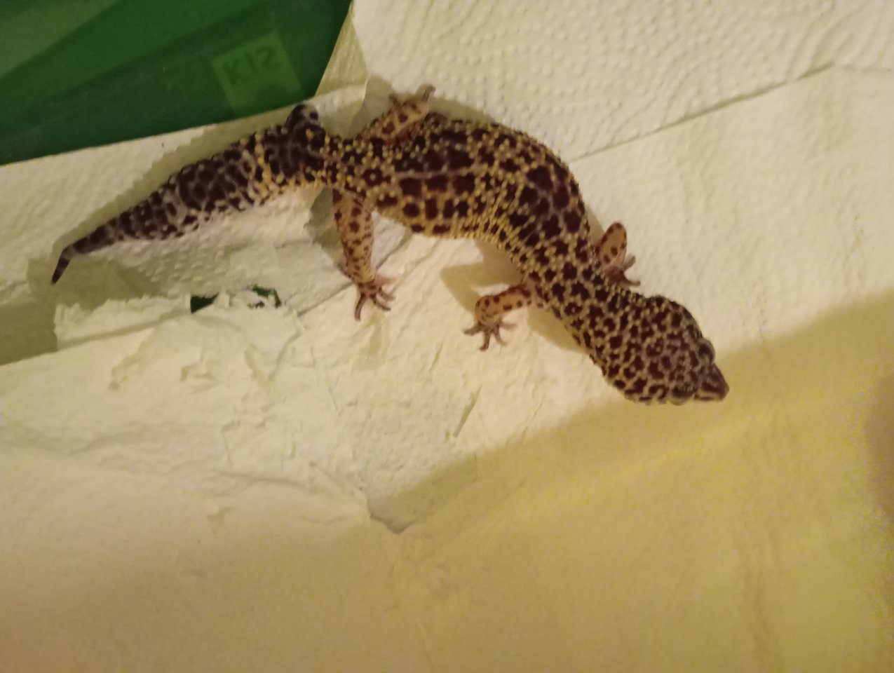 Terrarium,+zwei Leopardgeckos - Reptilien - Apenburg -Winterfeld OT Apenburg