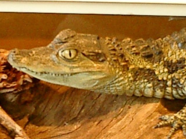 Brillenkaiman - Reptilien - 