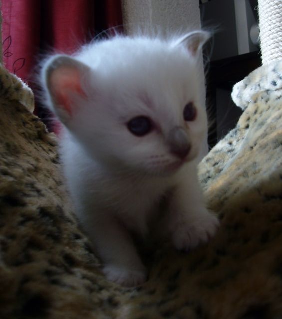 Kleine Schmusetiger suchen Kuschelplatz auf Lebenszeit! - Katzen - Bochum