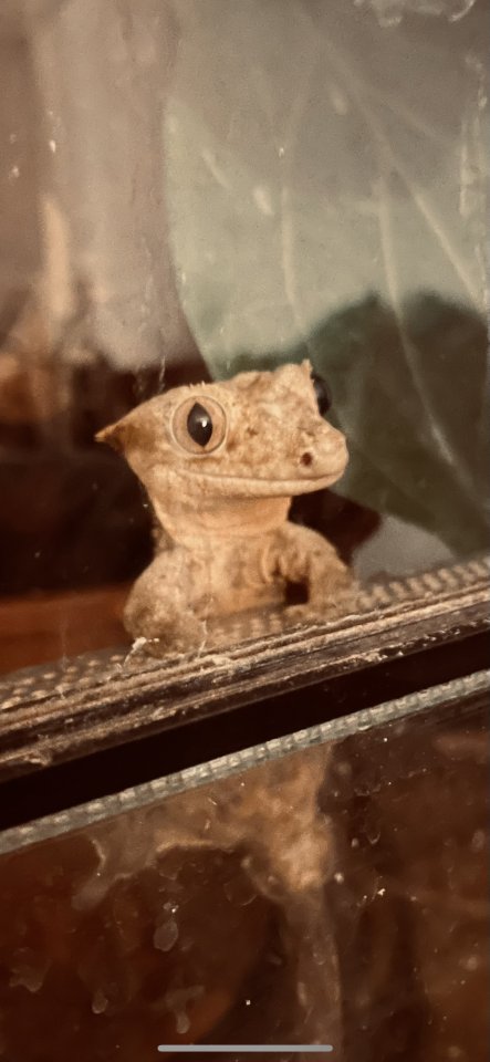Kronengeckos (Correlophus cilitatus) in gute Hände abzugeben - Reptilien - München 