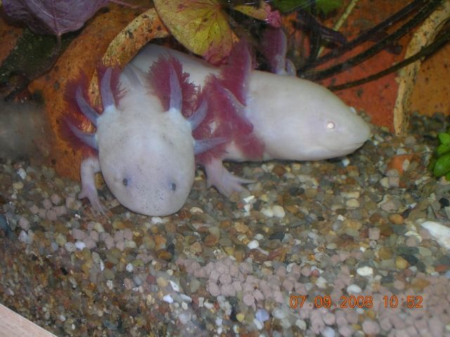 Gebe Axolotl s ab - Sonstige Haustiere - Dippoldiswalde