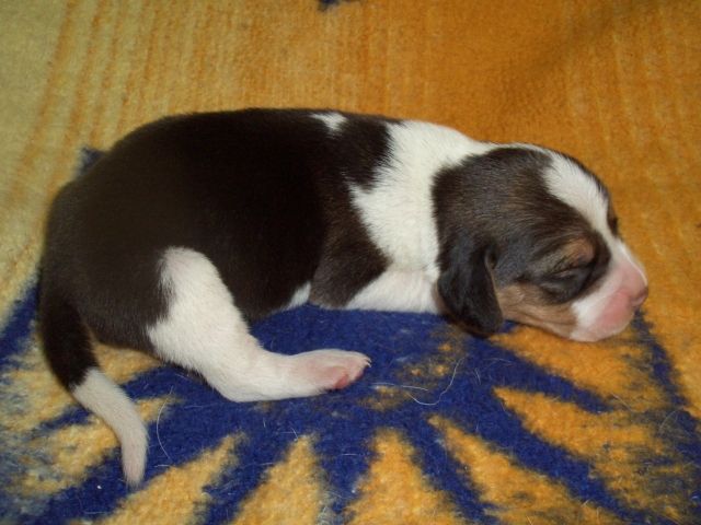 Beagle-Welpen zu verkaufen - Hunde - Hausneindorf