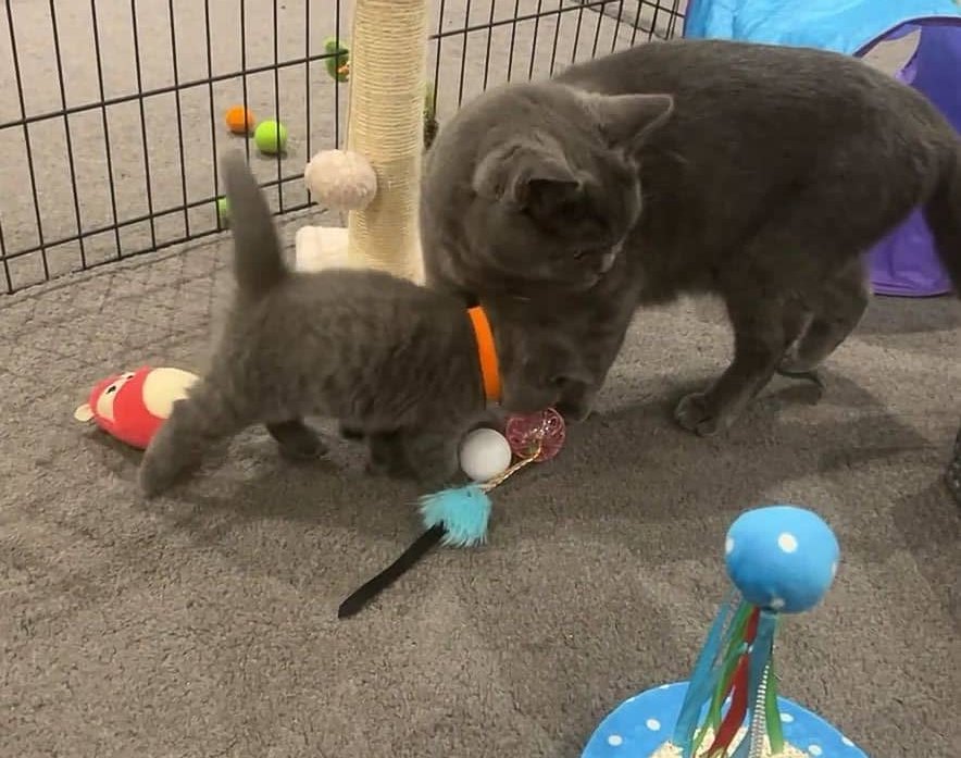 Britisch Kurzhaar Kätzchen - Pfiffige Familienbegleiter. - Katzen - Heilbronn