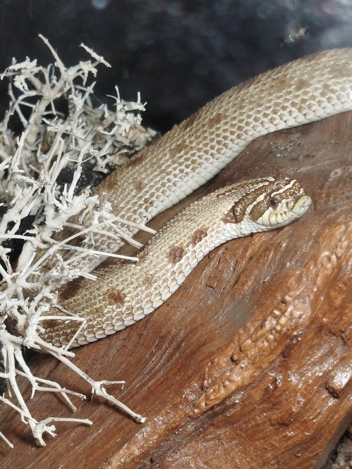 0.1 Heterodon nasicus Conda het. - Reptilien - Velbert
