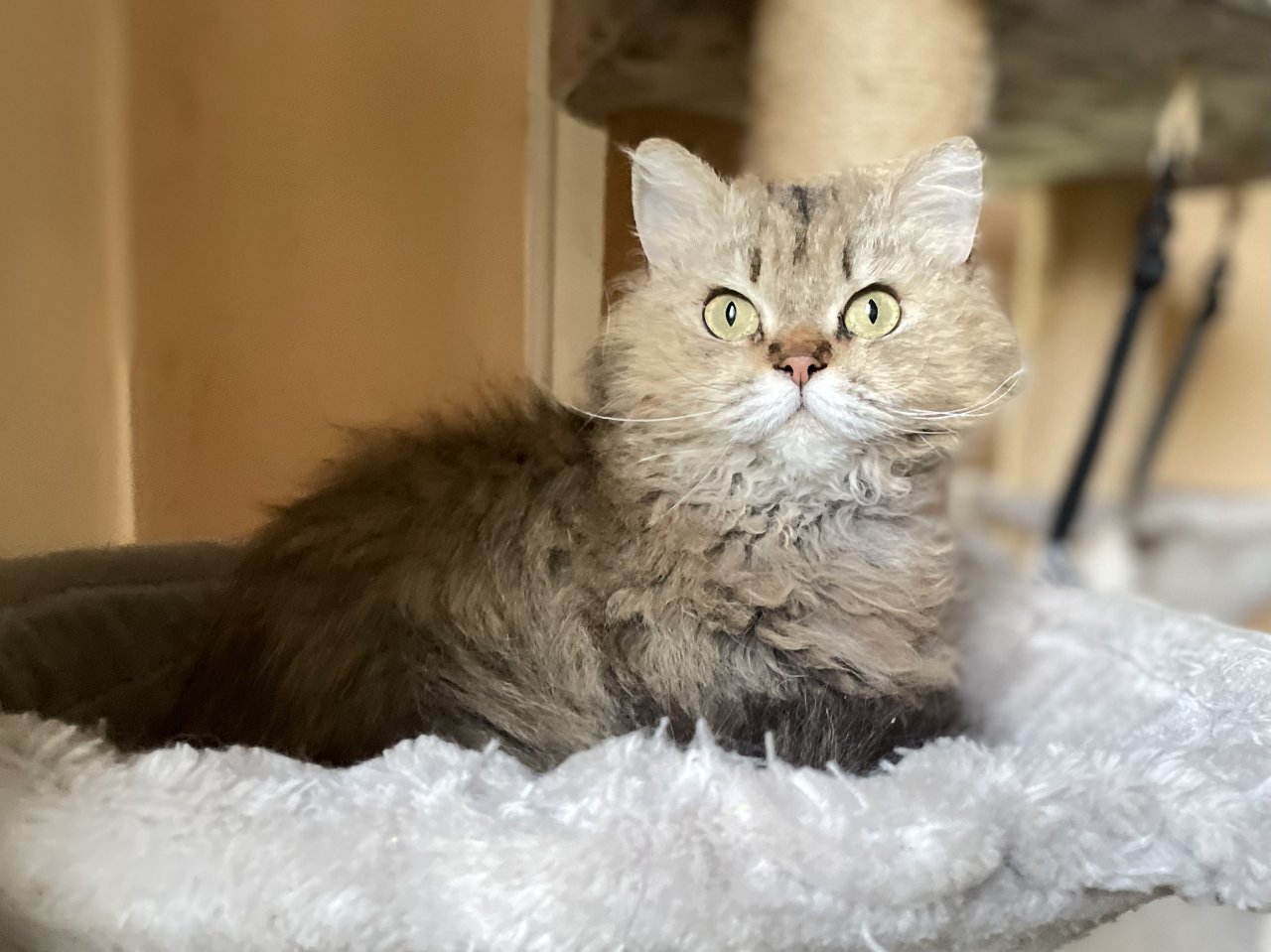 BKH-SRS Silver und tabby, Chocolate und Cinnamon - Katzen - Elze