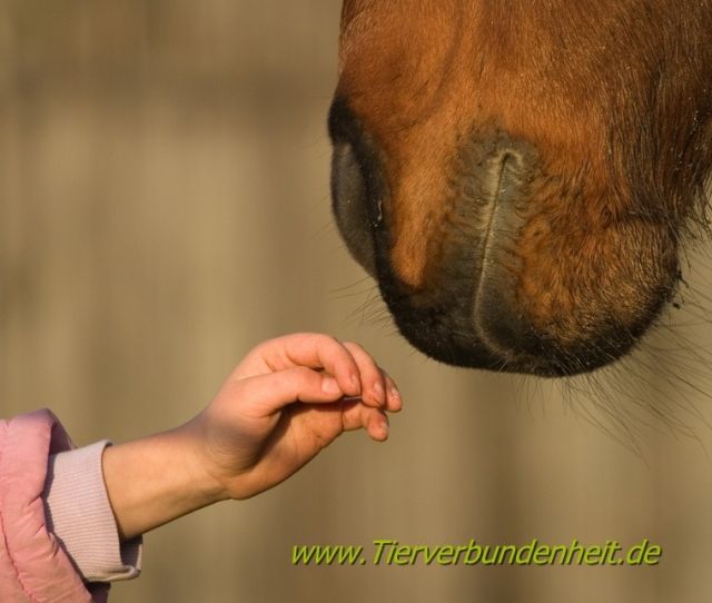 Tierkommunikation  - Sonstiges - München