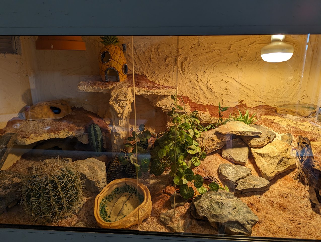 Vier Leopardgeckos mit Terrarium und Zubehör - Reptilien - Minden