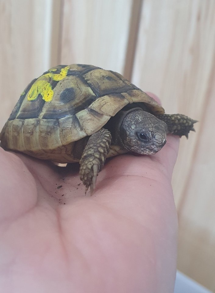 Griechische Landschildkröten NZ 2022 - Reptilien - Regau/ Österreich