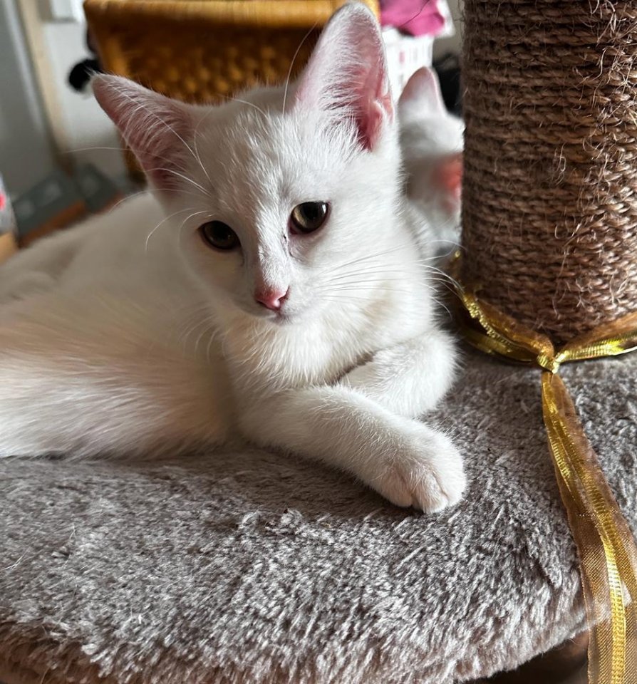 2 süße Perserkatzen Mix - Katzen - Schemmerhofen