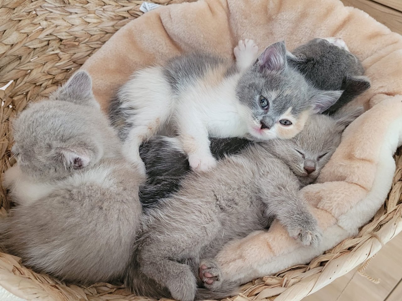 Reinrassige BKH Kitten auszugsbereit - Katzen - Moorenweis