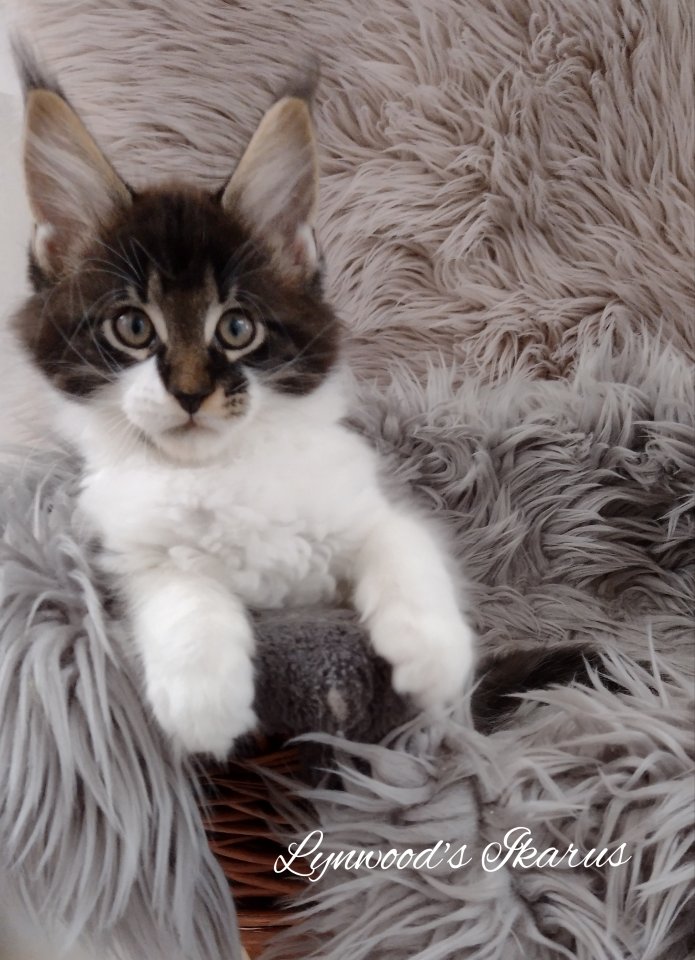 Wunderschöne reinrassige Maine Coon Kitten - Katzen - Niederaichbach