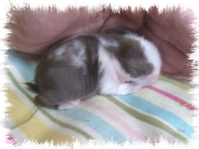 Teddyzwerge - Hasen Kaninchen - 