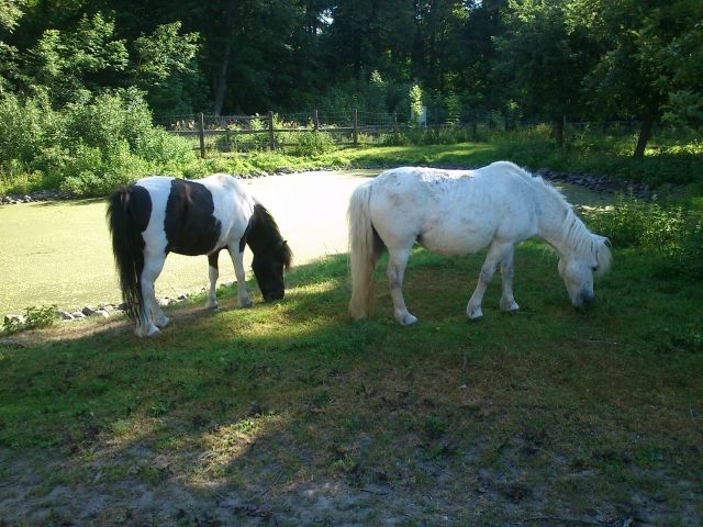 2 hübsche Ponys dringend zu verkaufen - Pferde - Leipzig