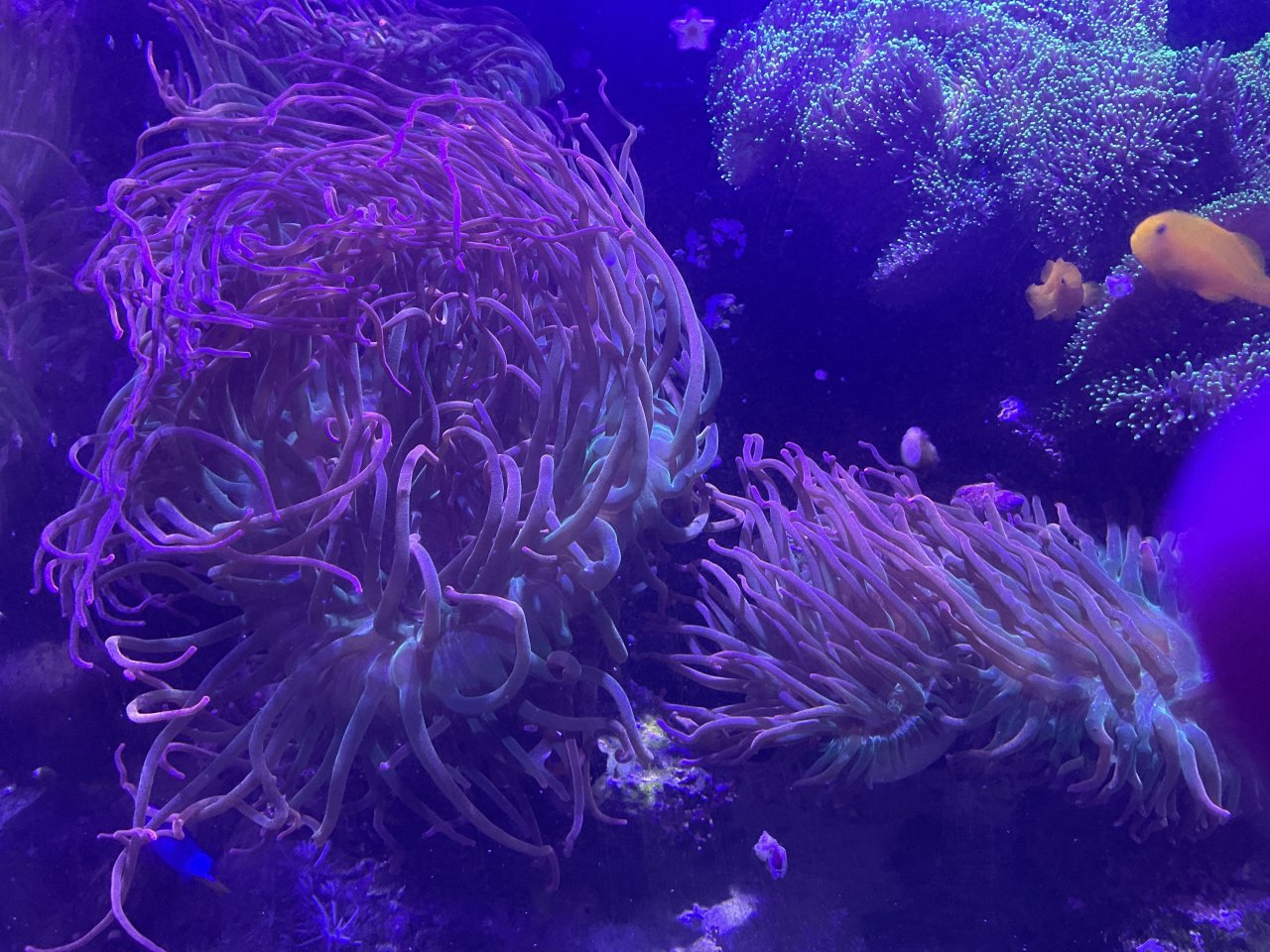 Kupferanemonen aus eigener Nachzucht abzugeben - Sonstiges - 