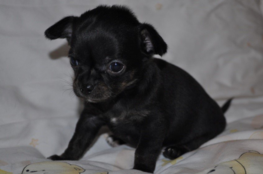 Chihuahua Welpen mädschen sucht noch liebes zuhause - Hunde - Gotha