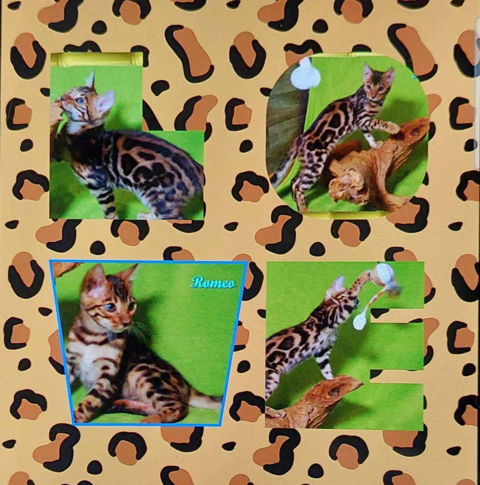 Exklusiver und pfiffiger Bengal Kater, Donat Rosetten, Eyecatcher, unkastriert! - Katzen - Wittmund