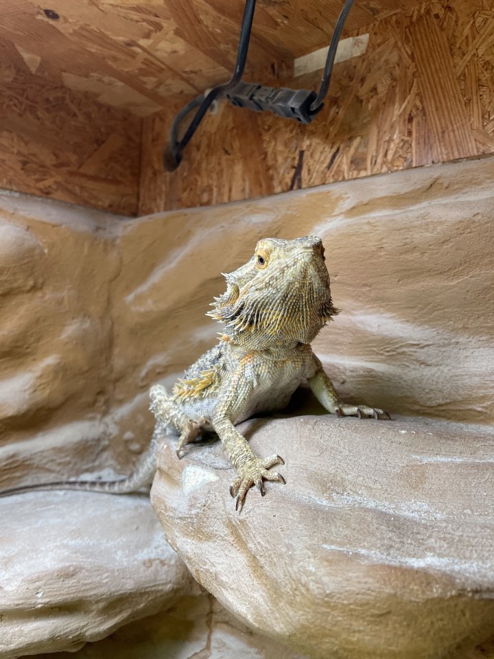 Bartagame und Terrrarium - Reptilien - Puchheim