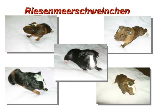 Cuy ( Riesenmeerschweinchen ) - Meerschweinchen - Merching