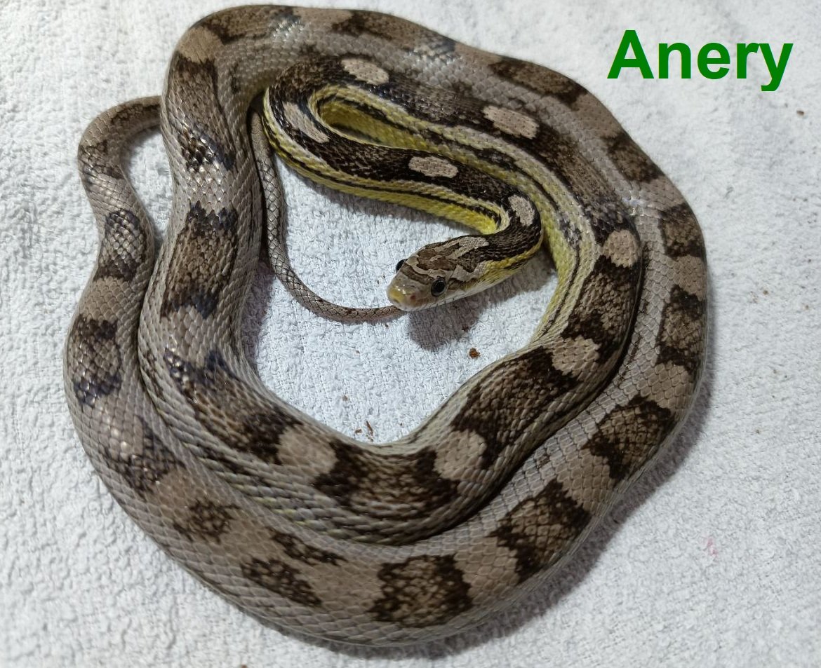 NOTVERKAUF Kornnatter Anery Weibchen 0.1 - Reptilien - Neubrandenburg