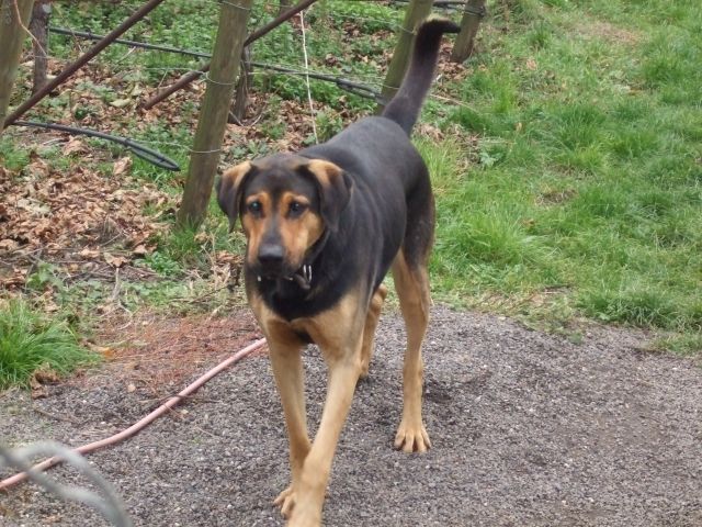 Schaferhund Dobermann Mix Sucht Neues Zuhause Tieranzeigen Net