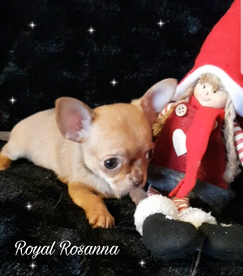 Typvolle Chihuahua Welpen in Lang-Kurzhaar aus seriöser Zucht - Hunde - Lehrte