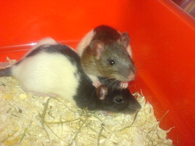 Liebevolles Zuhause für Farbratten gesucht :) - Ratten - Hagen